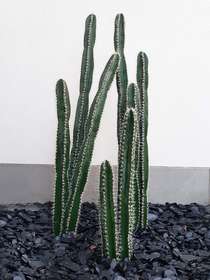 composizione piante cactus N.2 h 150 e h 80 cm